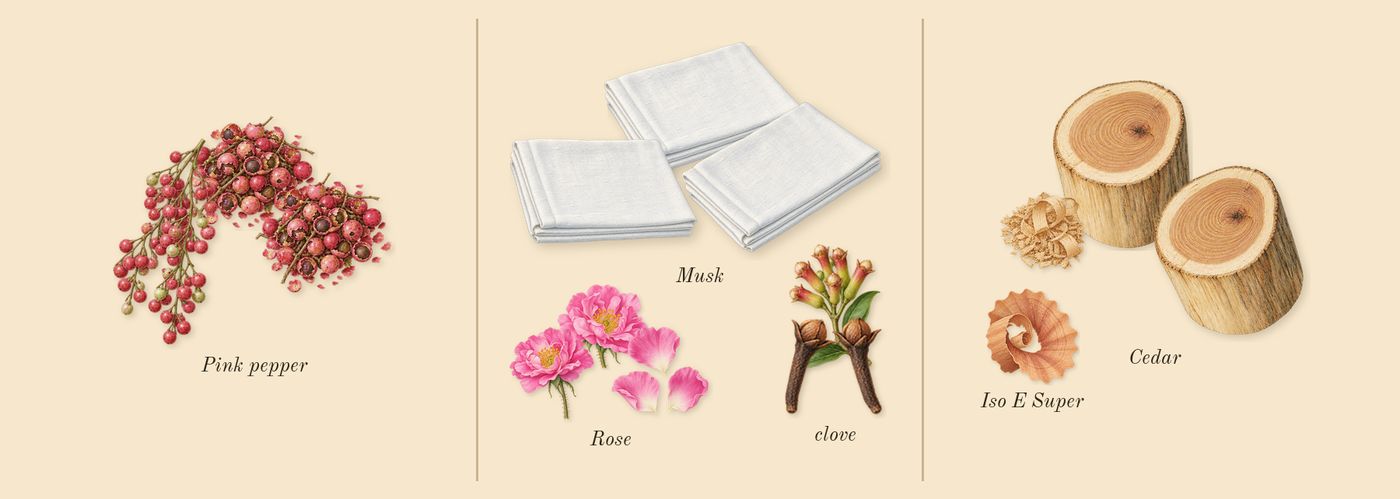Baie Rose 26’s scent picture, a draft: pink pepper, musk, clove, cedar, rose, iso e super drawn so far; dashed outlines where nothing is drawn yet