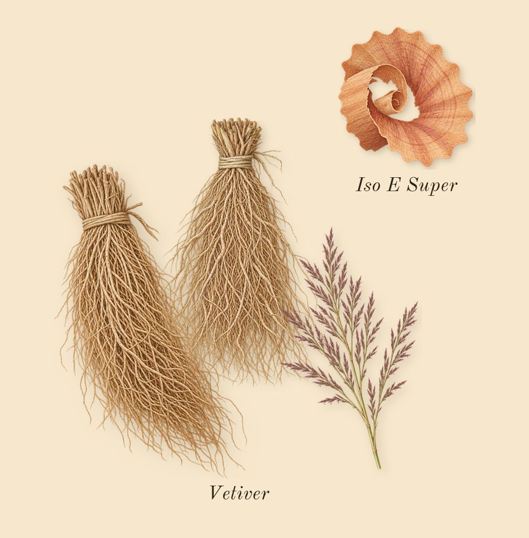 Bergamote 22, dry-down: Vetiver, Iso E Super