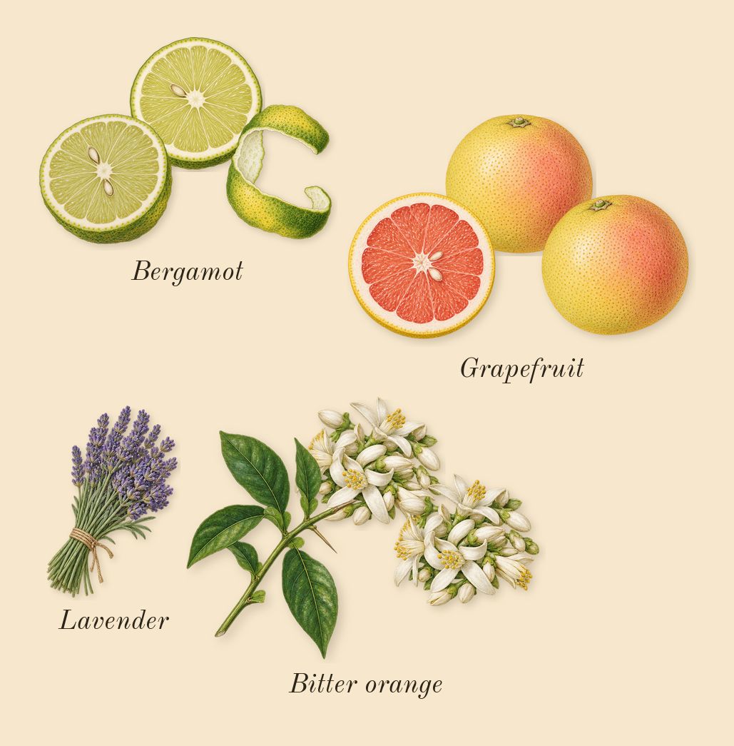 Bergamote 22, top notes: Bergamot, Bitter orange, Grapefruit, Lavender