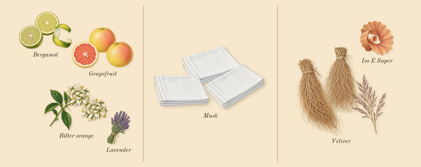 Bergamote 22’s scent picture, a draft: bergamot, bitter orange, grapefruit, musk, vetiver, lavender drawn so far; dashed outlines where nothing is drawn yet