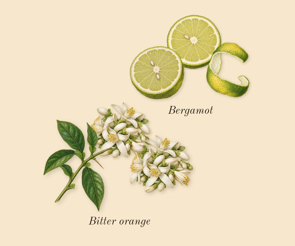 Bigarade 18, top notes: Bergamot, Bitter orange
