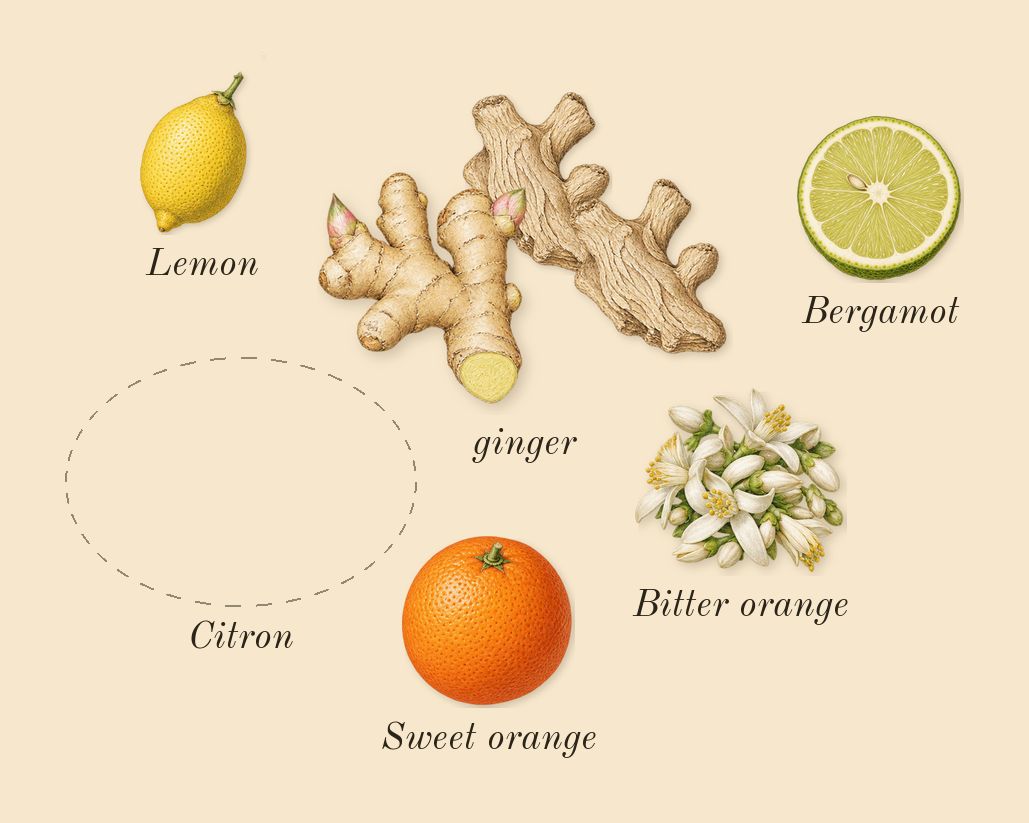 Cédrat 37, top notes: Citron, ginger, Bergamot, Lemon, Sweet orange, Bitter orange