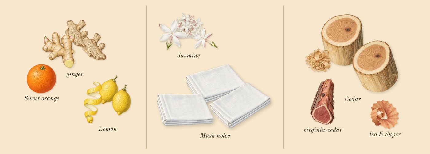 Citron 28’s scent picture, a draft: lemon, ginger, jasmine, cedar, musk notes, virginia-cedar drawn so far; dashed outlines where nothing is drawn yet