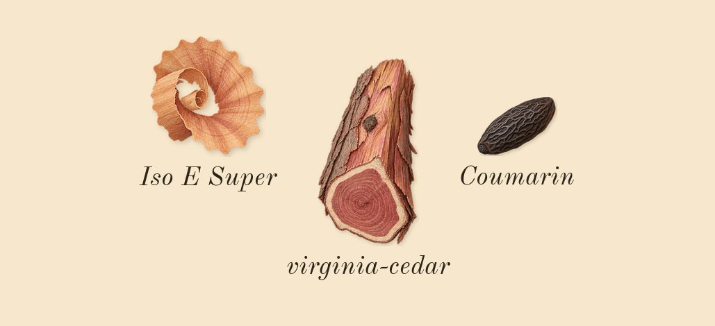 Coriandre 39, dry-down: virginia-cedar, Iso E Super, Coumarin