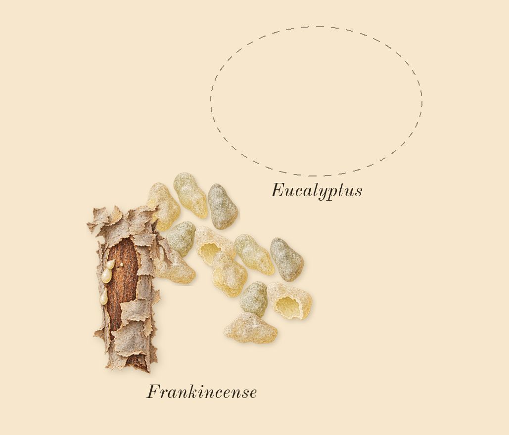 Eucalyptus 20, top notes: Eucalyptus, Frankincense