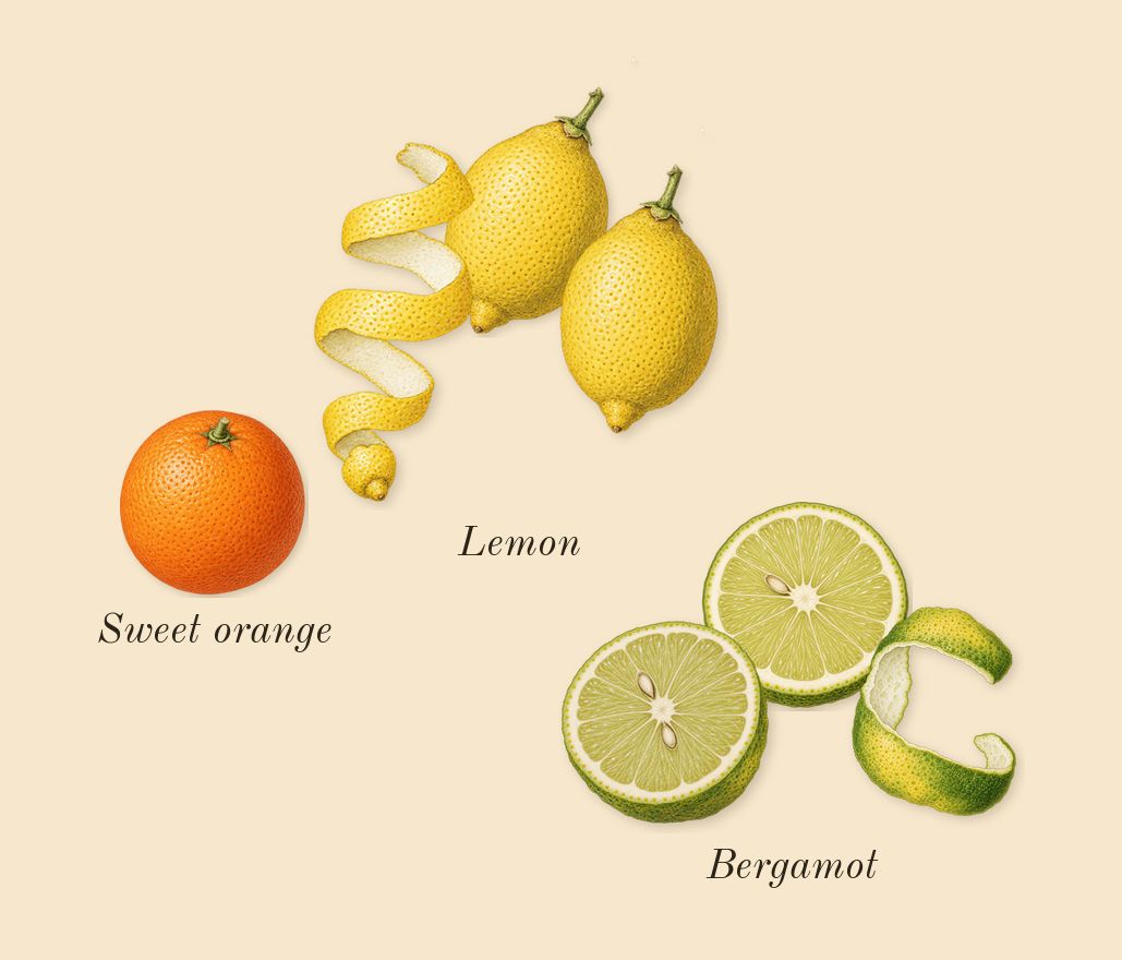 Fleur d'Oranger 27, top notes: Bergamot, Lemon, Sweet orange
