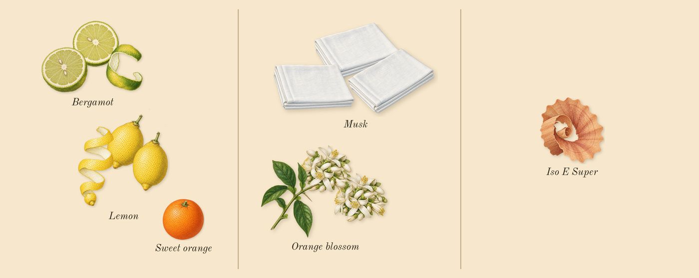 Fleur d'Oranger 27’s scent picture, a draft: orange blossom, musk, bergamot, lemon, sweet orange, iso e super drawn so far; dashed outlines where nothing is drawn yet