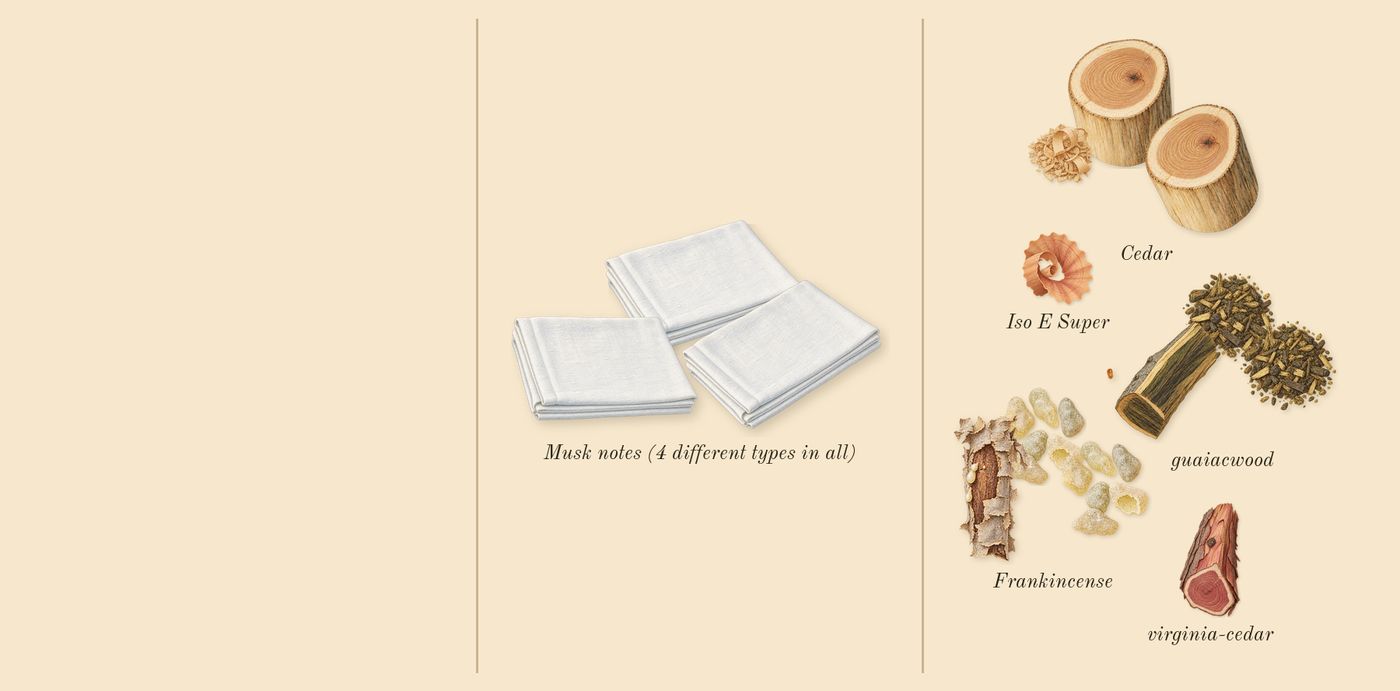 Gaïac 10’s scent picture, a draft: guaiacwood, musk notes (4 different types in all), cedar, frankincense, virginia-cedar, iso e super drawn so far; dashed outlines where nothing is drawn yet