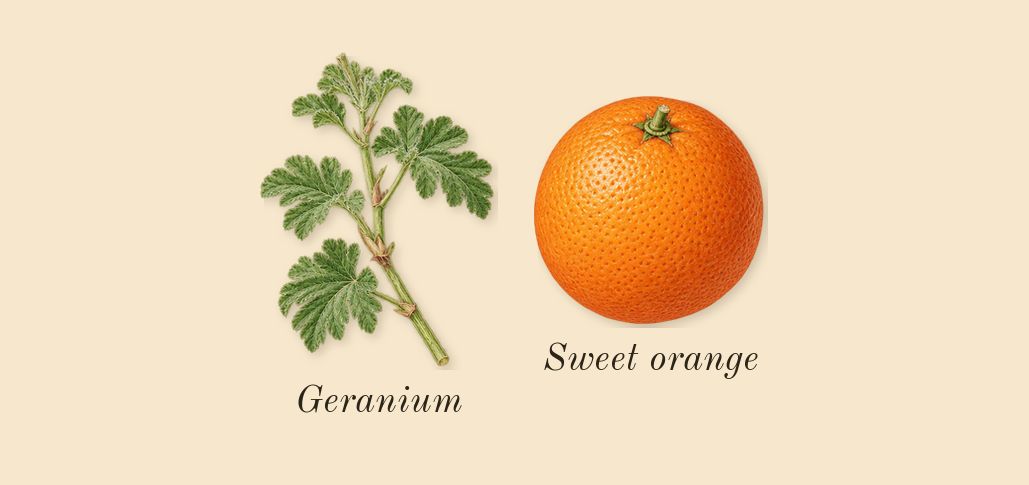 Iris 39, top notes: Sweet orange, Geranium