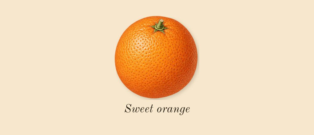 Jasmin 17, top notes: Sweet orange