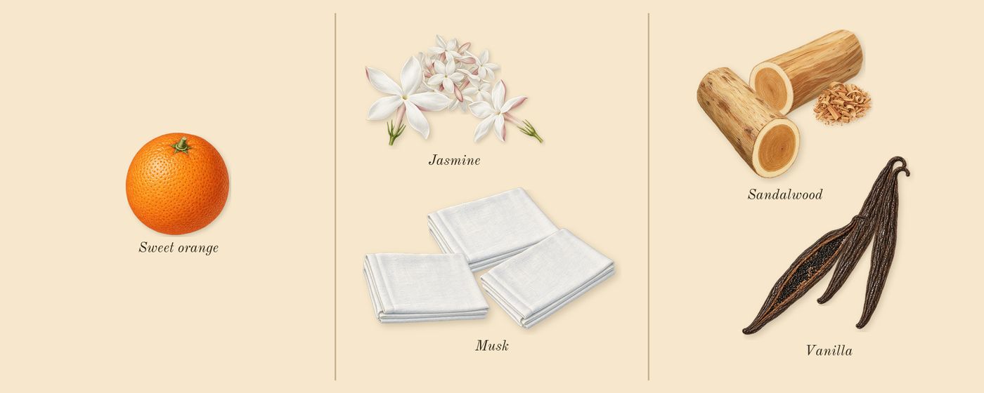 Jasmin 17’s scent picture, a draft: jasmine, musk, sandalwood, vanilla, sweet orange drawn so far; dashed outlines where nothing is drawn yet