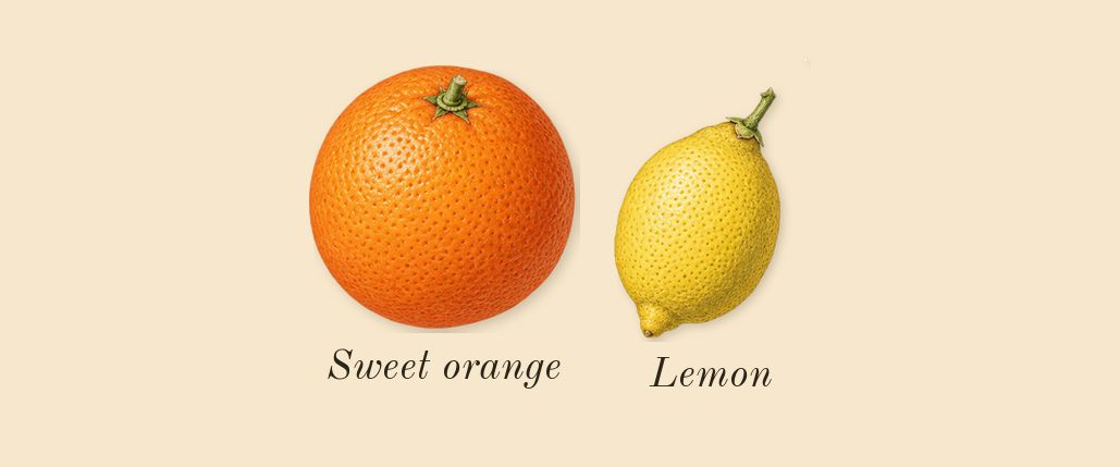 Labdanum 18, top notes: Lemon, Sweet orange