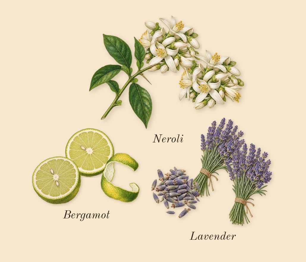 Lavande 31, top notes: Bergamot, Neroli, Lavender