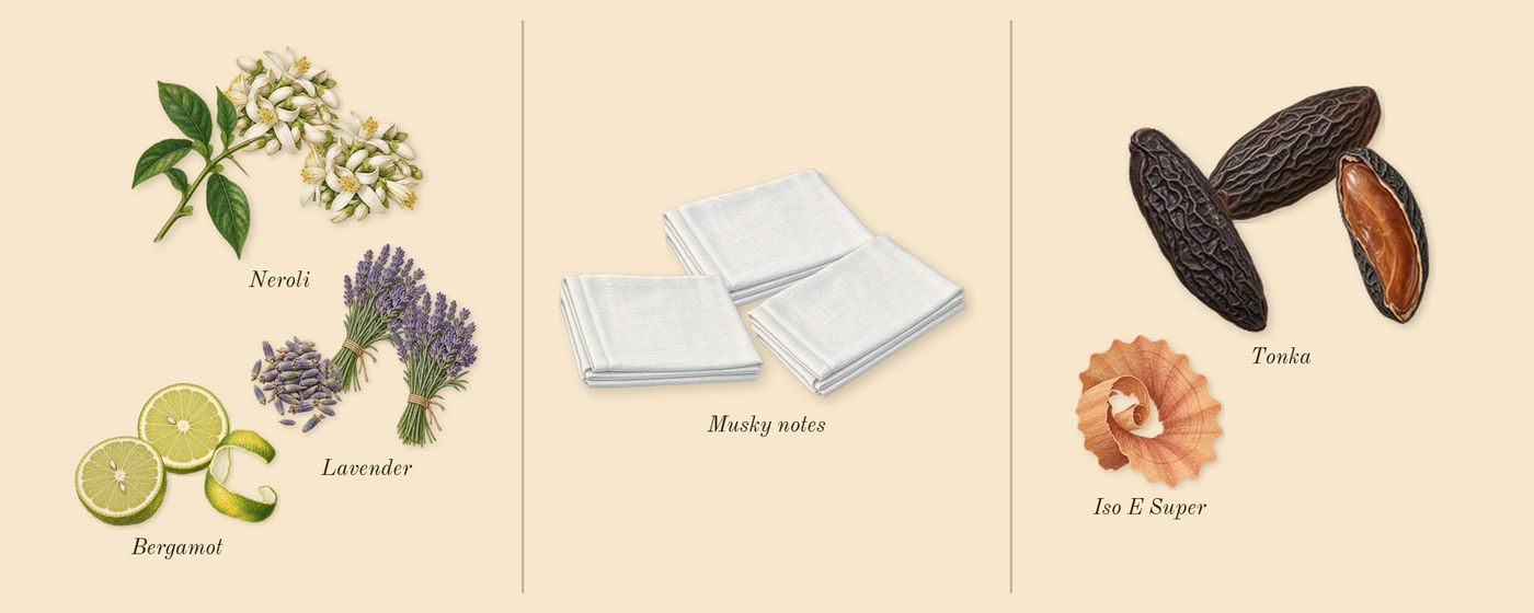 Lavande 31’s scent picture, a draft: bergamot, neroli, lavender, musky notes, tonka, iso e super drawn so far; dashed outlines where nothing is drawn yet