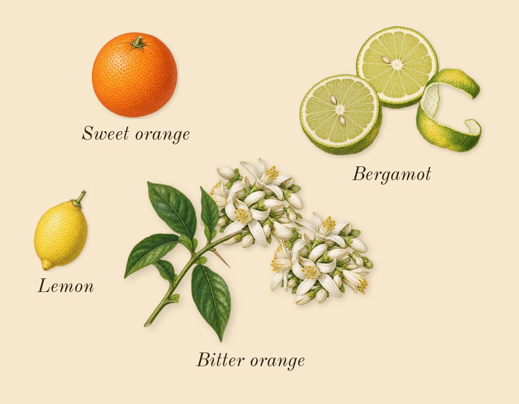 Limette 37, top notes: Bergamot, Bitter orange, Sweet orange, Lemon