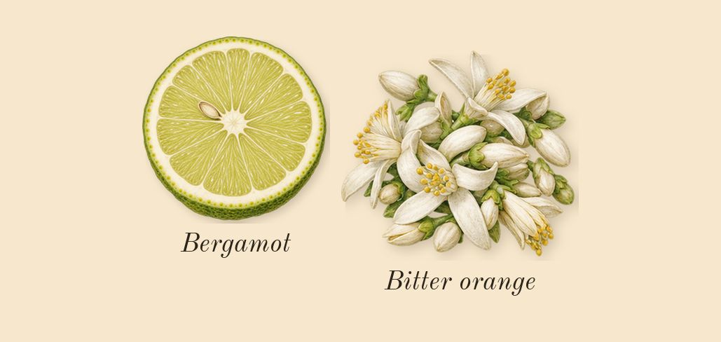 Lys 41, top notes: Bergamot, Bitter orange