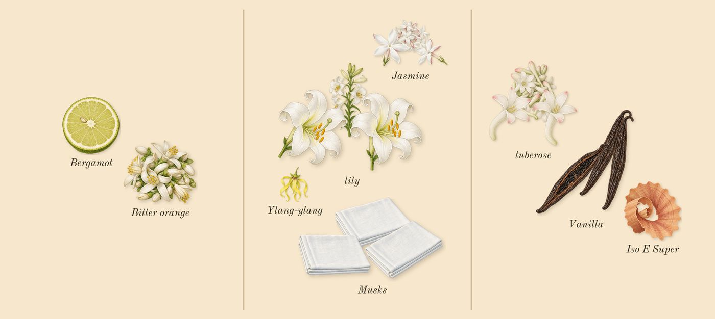 Lys 41’s scent picture, a draft: jasmine, tuberose, lily, vanilla, musks, bergamot drawn so far; dashed outlines where nothing is drawn yet