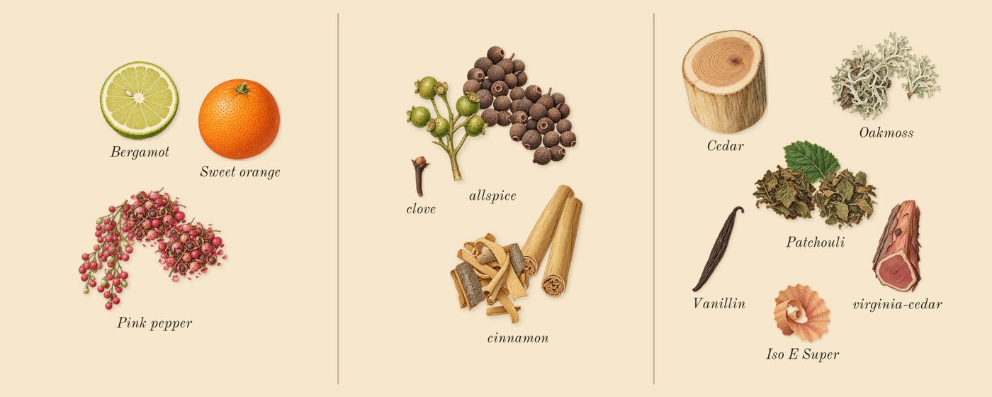 Mousse de Chêne 30’s scent picture, a draft: oakmoss, patchouli, cinnamon, allspice, pink pepper, cedar drawn so far; dashed outlines where nothing is drawn yet