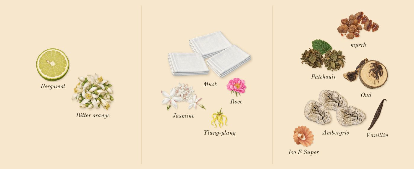 Myrrhe 55’s scent picture, a draft: myrrh, jasmine, patchouli, oud, ambergris, musk drawn so far; dashed outlines where nothing is drawn yet