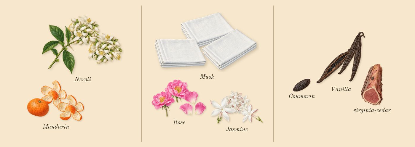 Neroli 36’s scent picture, a draft: neroli, rose, musk, mandarin, jasmine, vanilla drawn so far; dashed outlines where nothing is drawn yet