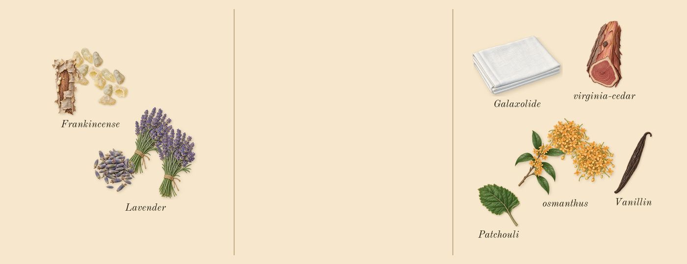 Osmanthus 19’s scent picture, a draft: frankincense, lavender, osmanthus, virginia-cedar, patchouli, galaxolide drawn so far; dashed outlines where nothing is drawn yet