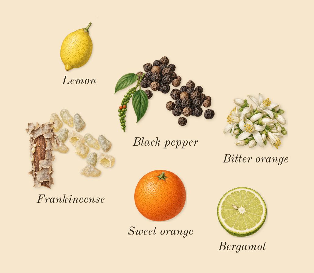 Oud 27, top notes: Frankincense, Black pepper, Lemon, Sweet orange, Bergamot, Bitter orange