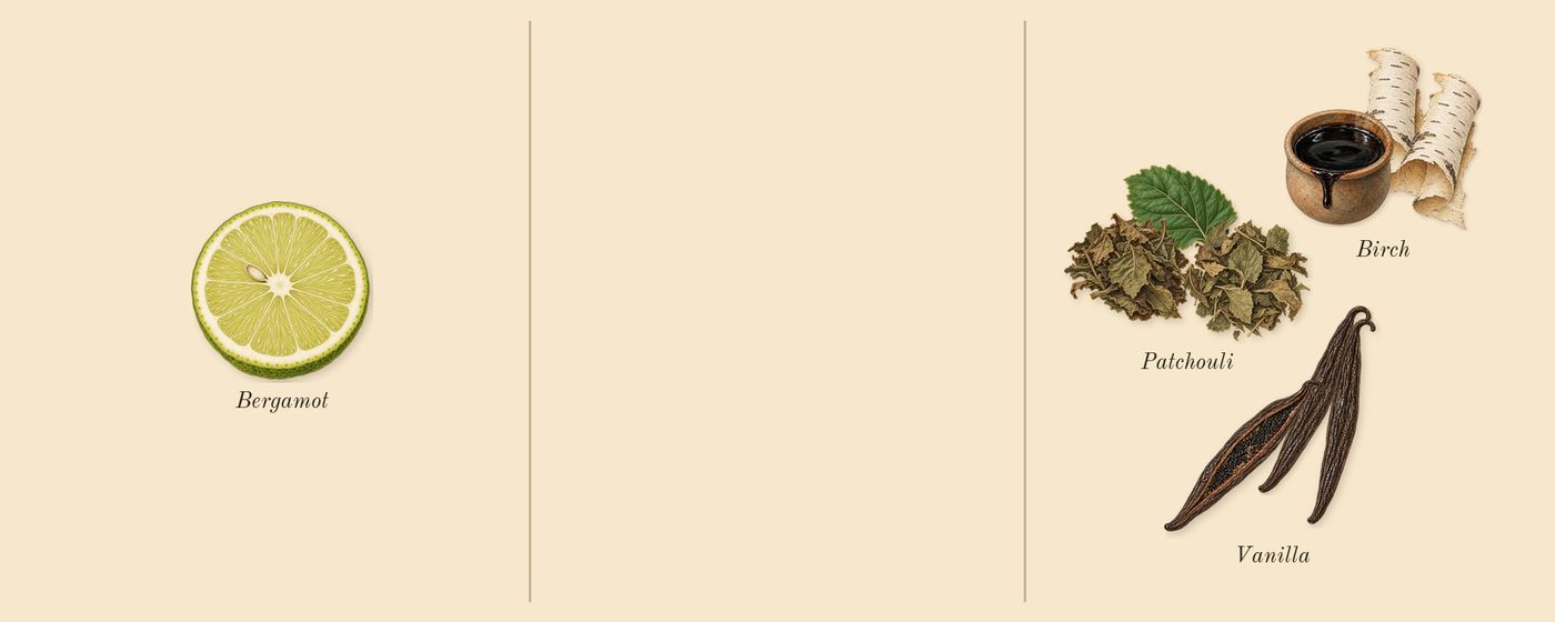 Patchouli 24’s scent picture, a draft: patchouli, birch, vanilla, bergamot drawn so far; dashed outlines where nothing is drawn yet