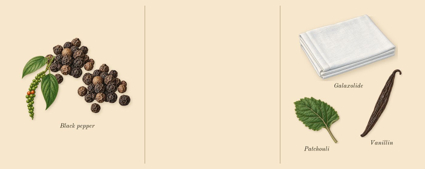 Poivre 23’s scent picture, a draft: black pepper, patchouli, galaxolide, vanillin drawn so far; dashed outlines where nothing is drawn yet