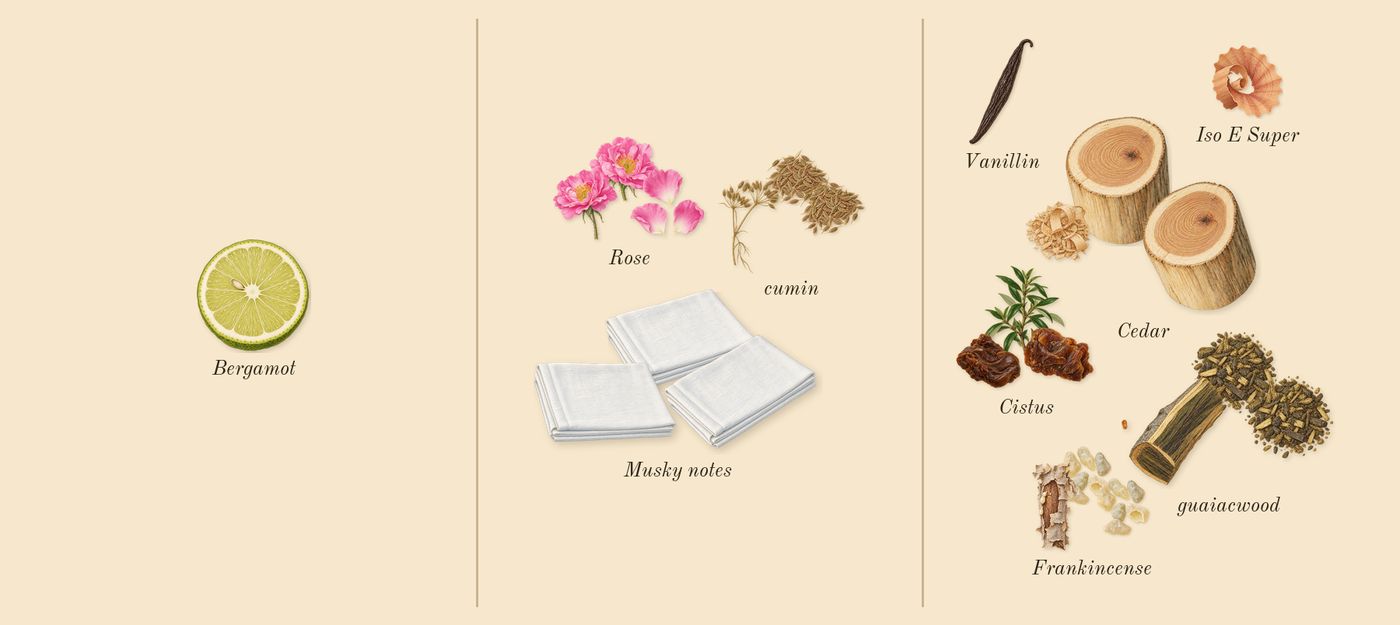 Rose 31’s scent picture, a draft: rose, cumin, frankincense, cedar, guaiacwood, cistus drawn so far; dashed outlines where nothing is drawn yet