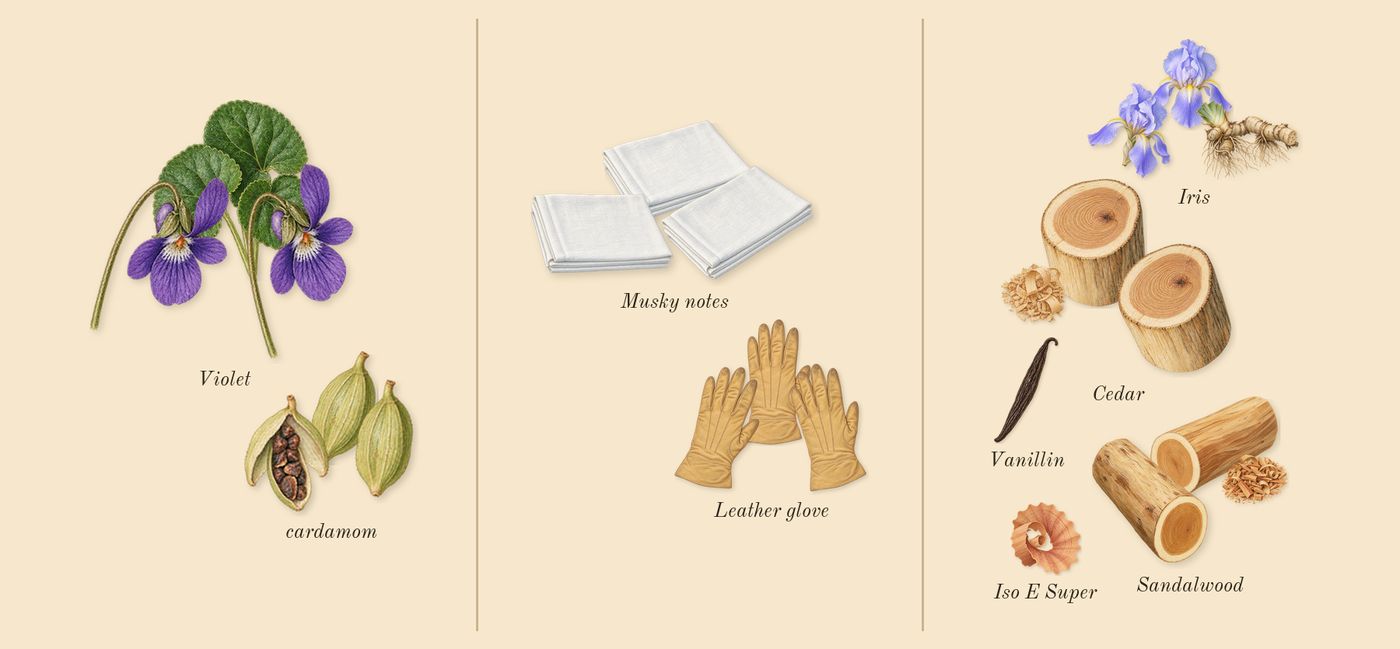 Santal 33’s scent picture, a draft: cardamom, iris, violet, sandalwood, cedar, leather glove drawn so far; dashed outlines where nothing is drawn yet