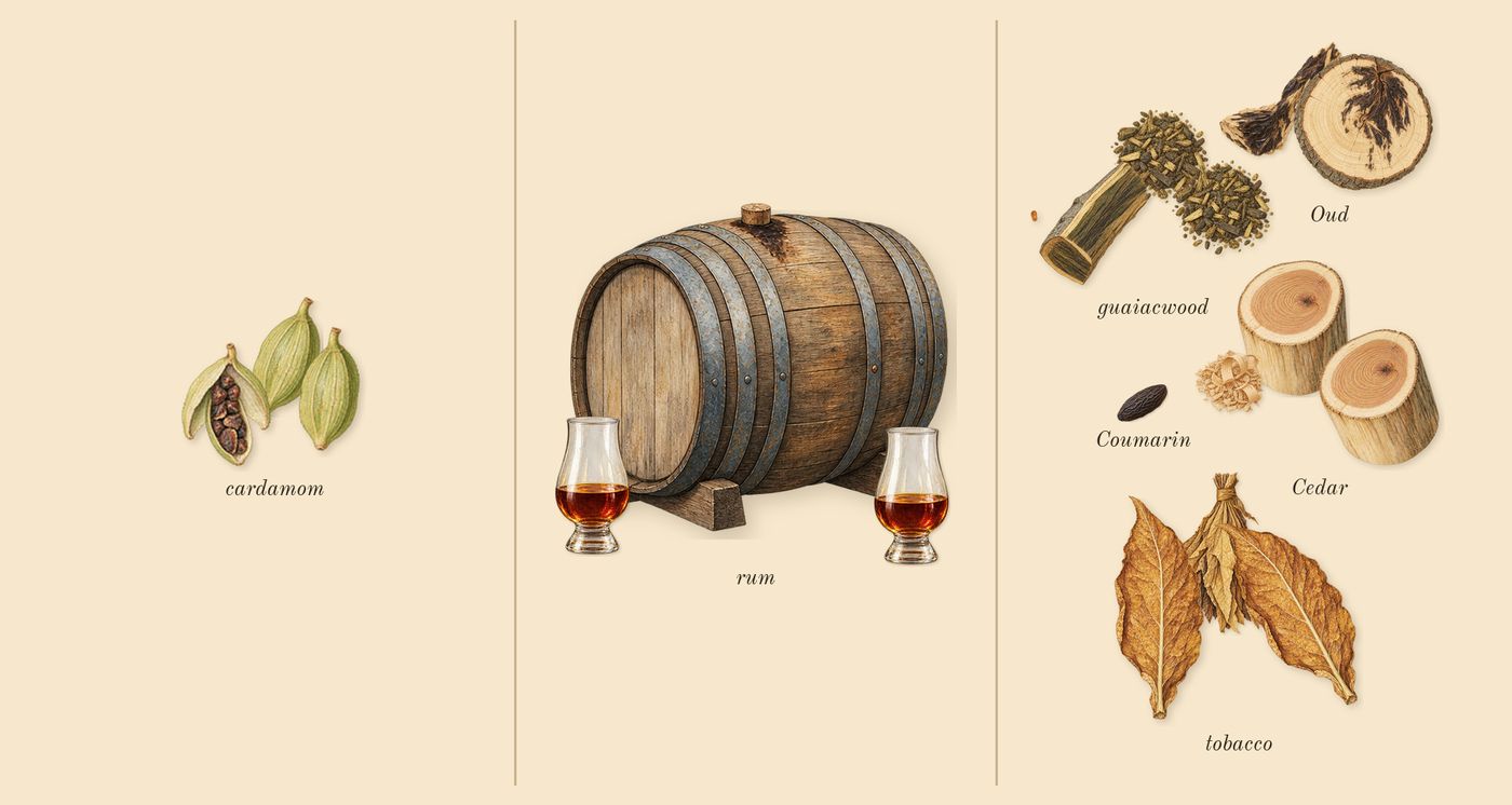 Tabac 28’s scent picture, a draft: tobacco, oud, cedar, guaiacwood, rum, cardamom drawn so far; dashed outlines where nothing is drawn yet