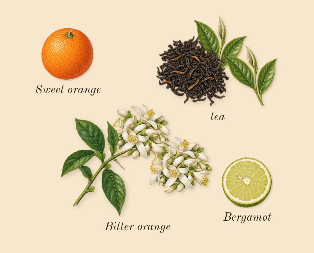Thé Matcha 26, top notes: tea, Bitter orange, Bergamot, Sweet orange