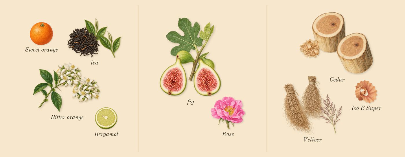 Thé Matcha 26’s scent picture, a draft: tea, fig, vetiver, cedar, bitter orange, bergamot drawn so far; dashed outlines where nothing is drawn yet