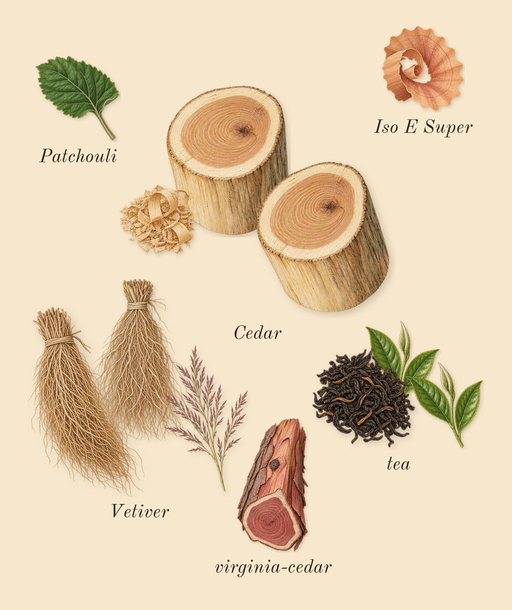 Thé Noir 29, dry-down: Cedar, Vetiver, tea, virginia-cedar, Patchouli, Iso E Super