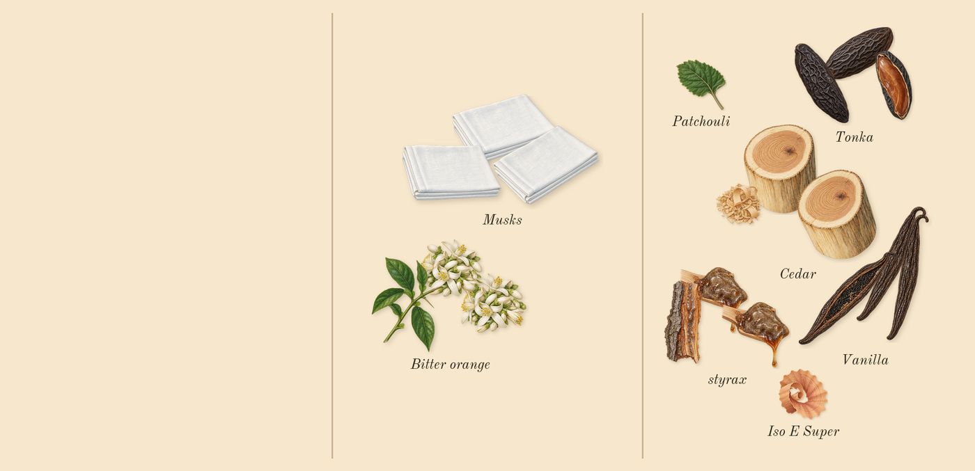 Tonka 25’s scent picture, a draft: bitter orange, cedar, styrax, tonka, musks, vanilla drawn so far; dashed outlines where nothing is drawn yet
