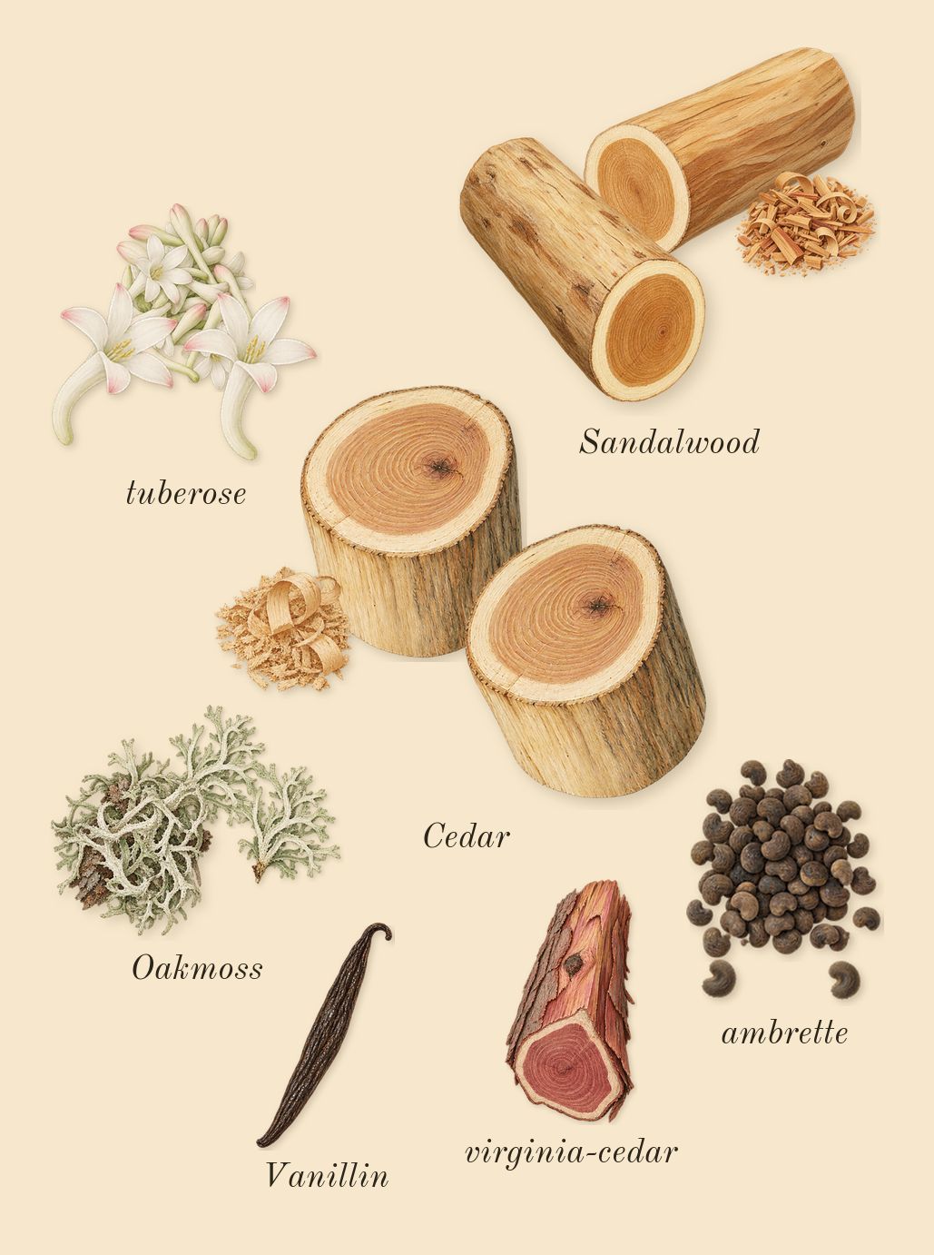 Tubéreuse 40, dry-down: tuberose, Cedar, Sandalwood, Oakmoss, ambrette, virginia-cedar, Vanillin