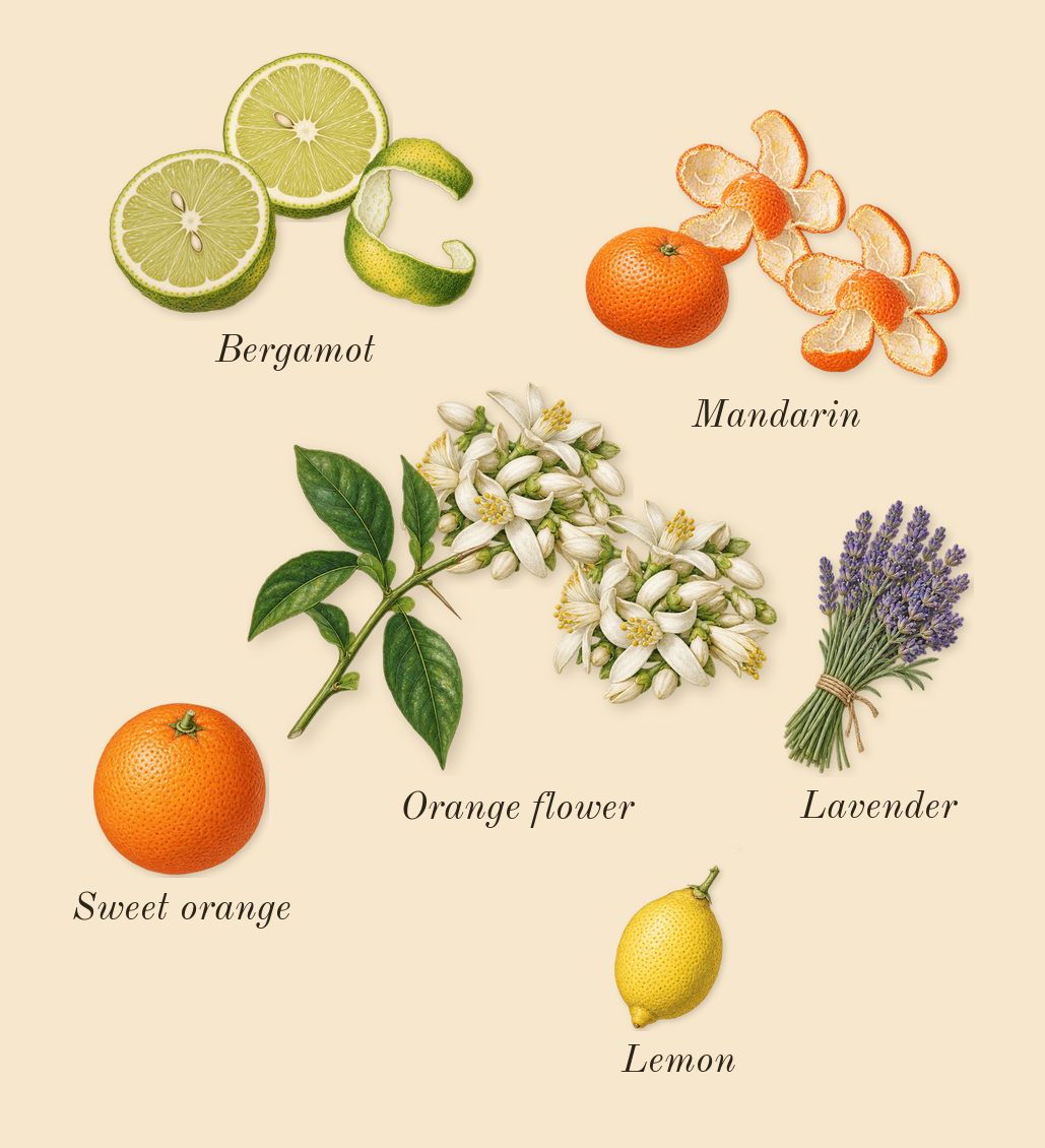 Tubéreuse 40, top notes: Bergamot, Mandarin, Orange flower, Sweet orange, Lemon, Lavender