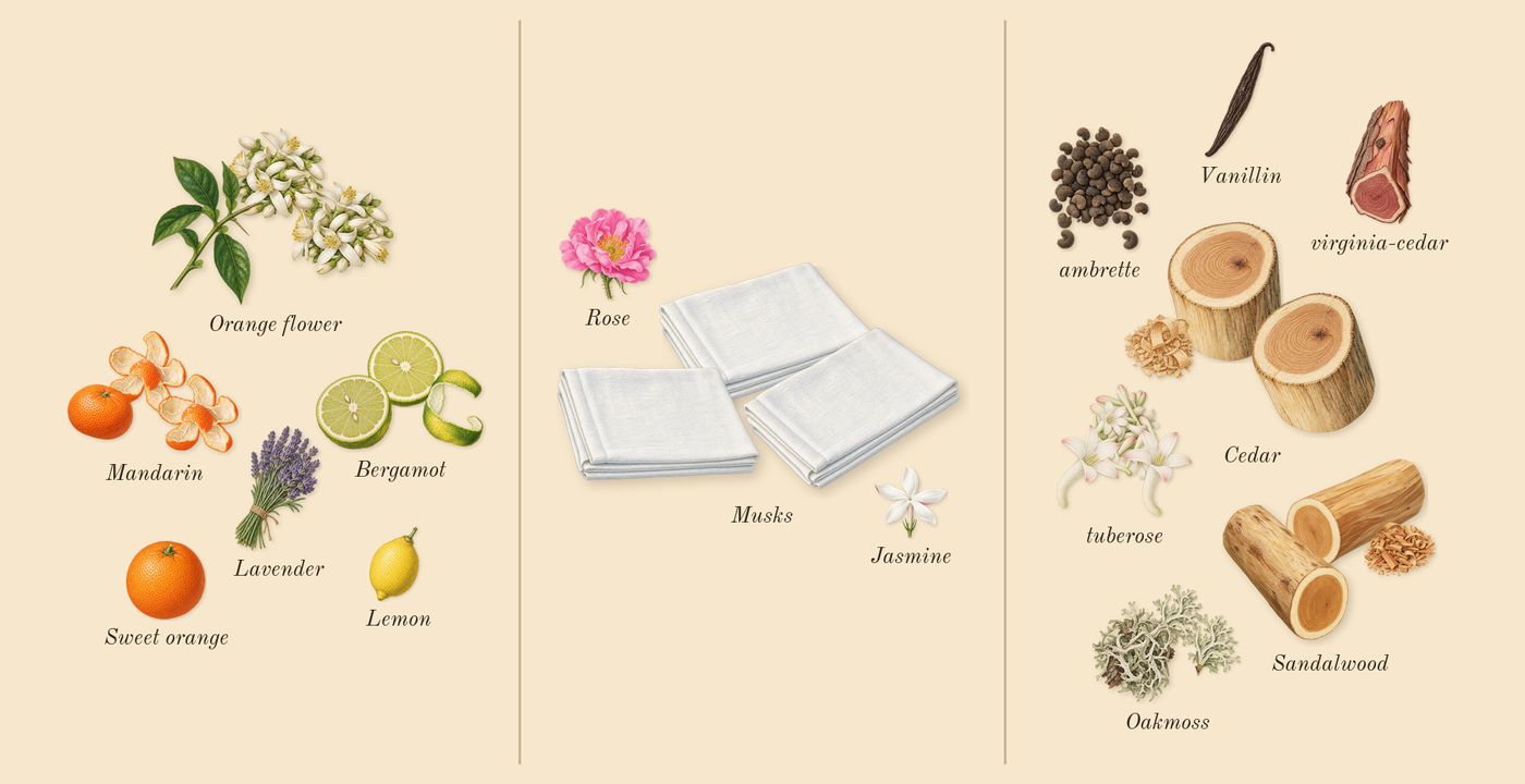 Tubéreuse 40’s scent picture, a draft: tuberose, bergamot, mandarin, orange flower, cedar, sandalwood drawn so far; dashed outlines where nothing is drawn yet