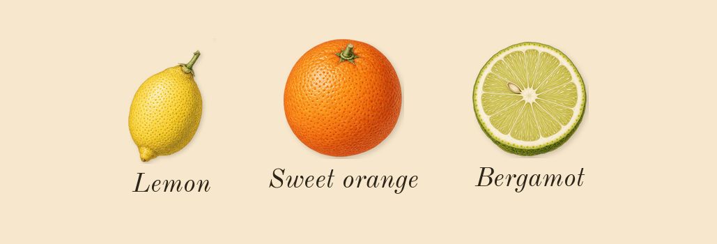 Vanille 44, top notes: Bergamot, Sweet orange, Lemon