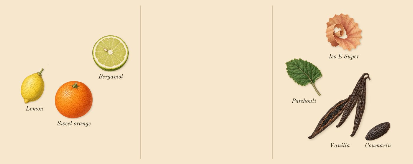 Vanille 44’s scent picture, a draft: vanilla, bergamot, sweet orange, patchouli, lemon, iso e super drawn so far; dashed outlines where nothing is drawn yet