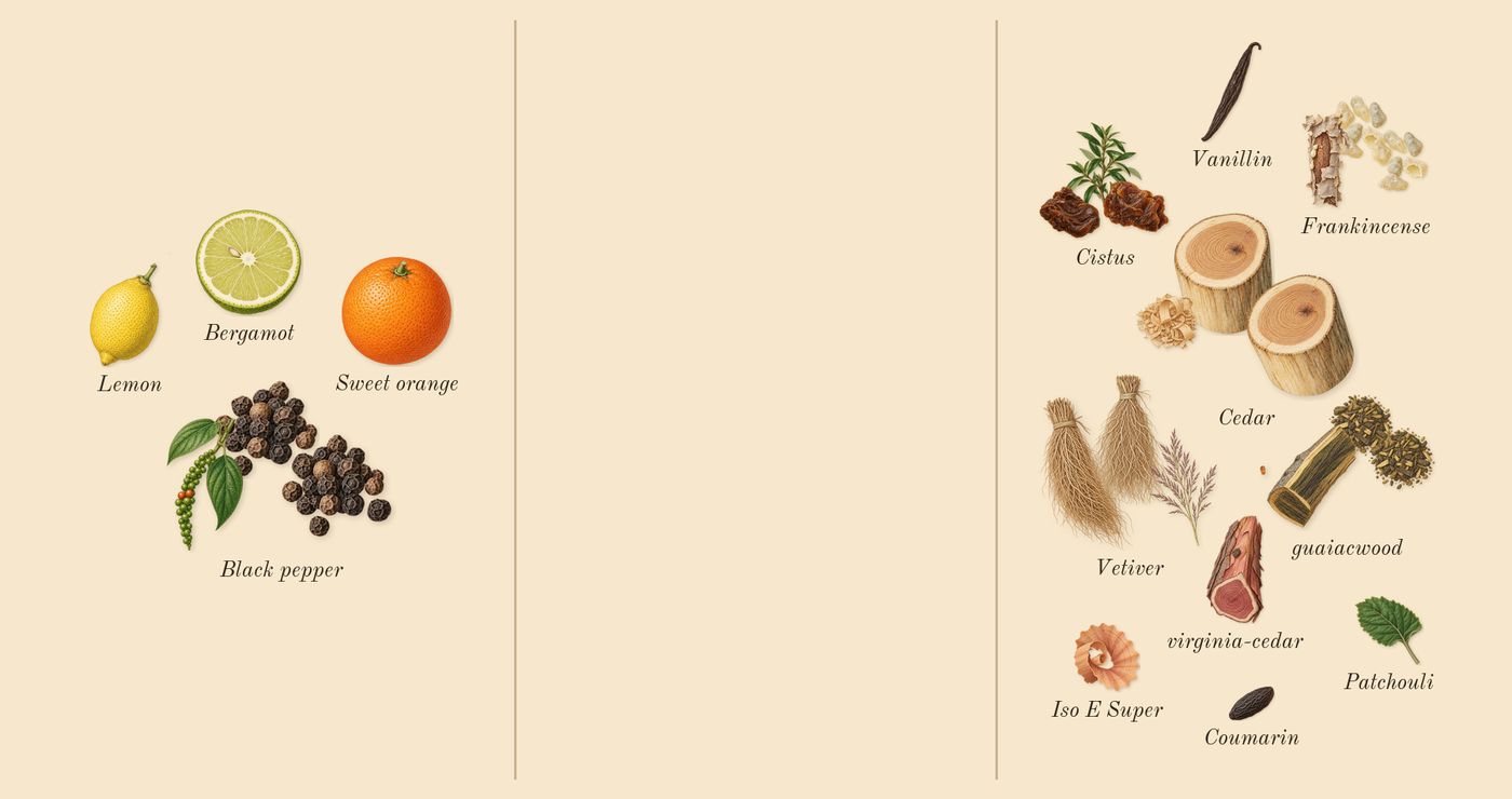 Vetiver 46’s scent picture, a draft: vetiver, black pepper, guaiacwood, cistus, cedar, frankincense drawn so far; dashed outlines where nothing is drawn yet
