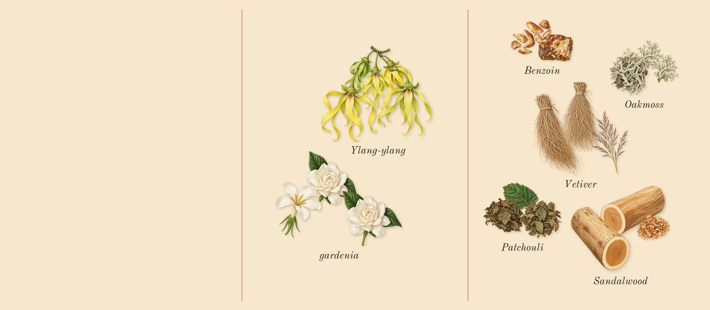 Ylang 49’s scent picture, a draft: ylang-ylang, gardenia, patchouli, oakmoss, vetiver, sandalwood drawn so far; dashed outlines where nothing is drawn yet