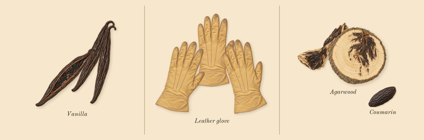 Leather Sadah’s scent picture, a draft: vanilla, leather glove, agarwood, coumarin drawn so far; dashed outlines where nothing is drawn yet