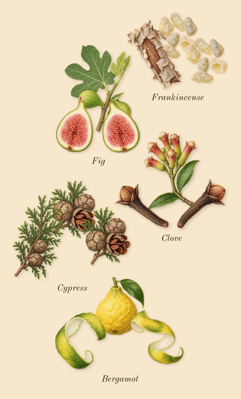 Zephirine, top notes: Fig, Cypress, Clove, Frankincense, Bergamot