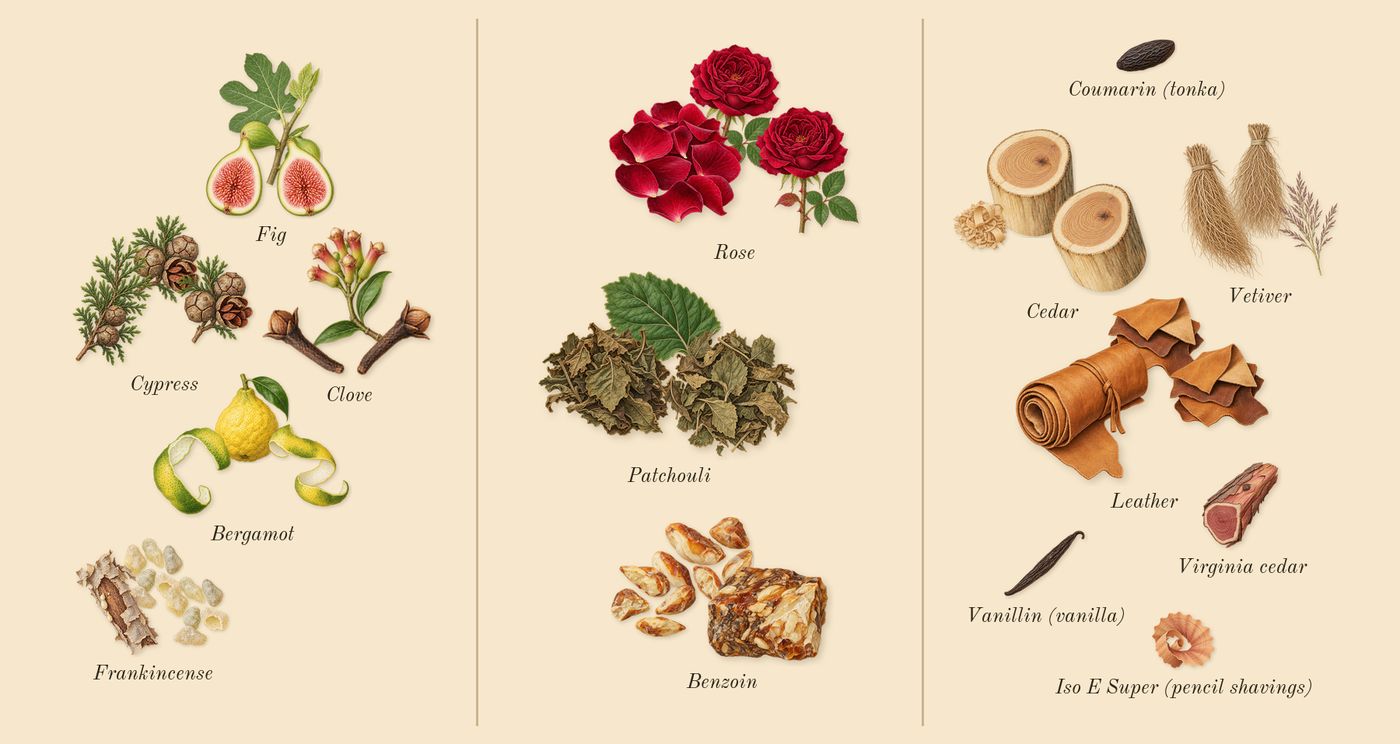 Zephirine’s scent picture, a draft: fig, cypress, clove, rose, patchouli, benzoin drawn so far; dashed outlines where nothing is drawn yet