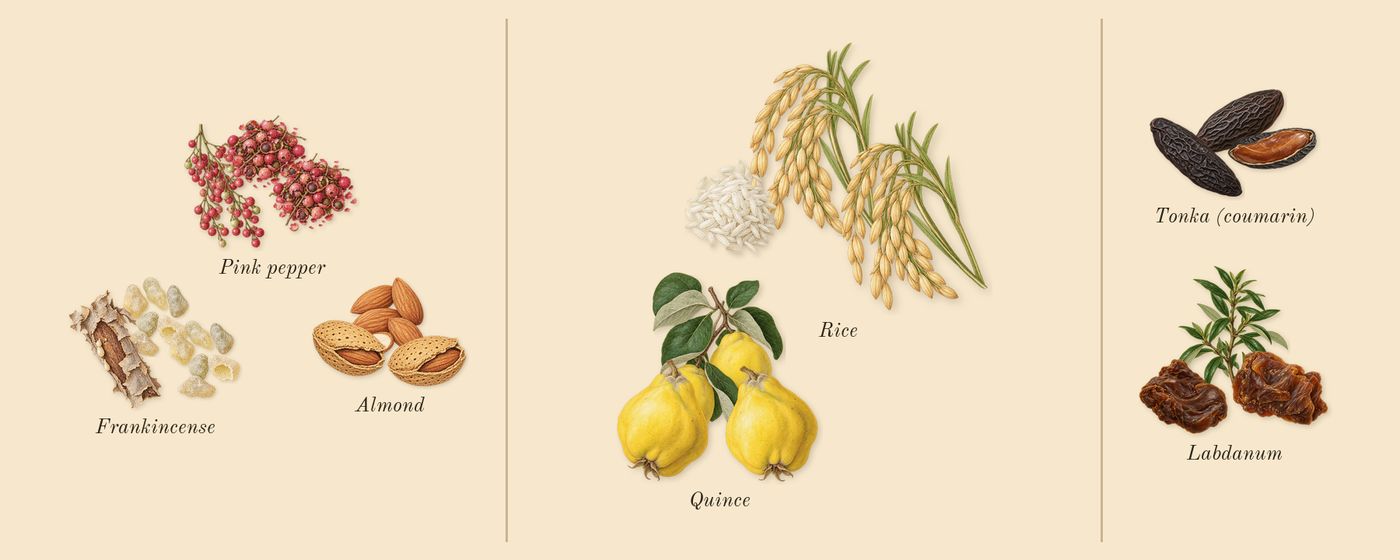 Celestial Object’s scent picture, a draft: quince, pink pepper, frankincense, almond, rice, labdanum drawn so far; dashed outlines where nothing is drawn yet