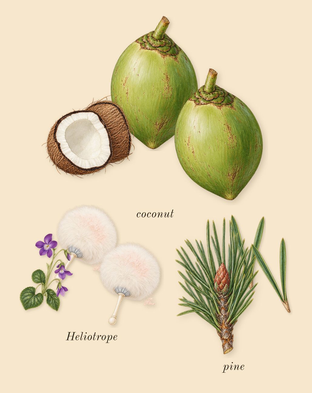 Line 618, heart: pine, Heliotrope, coconut
