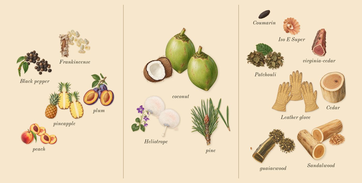 Line 618’s scent picture, a draft: frankincense, black pepper, pineapple, peach, plum, pine drawn so far; dashed outlines where nothing is drawn yet