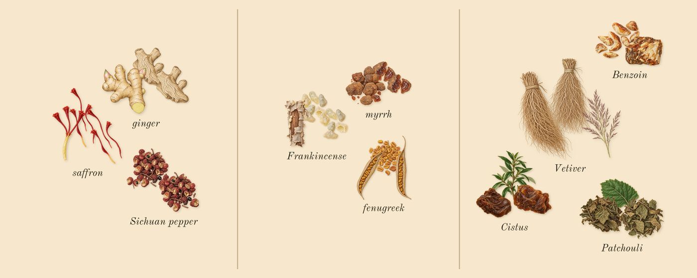 Lineage’s scent picture, a draft: ginger, sichuan pepper, saffron, frankincense, fenugreek, myrrh drawn so far; dashed outlines where nothing is drawn yet