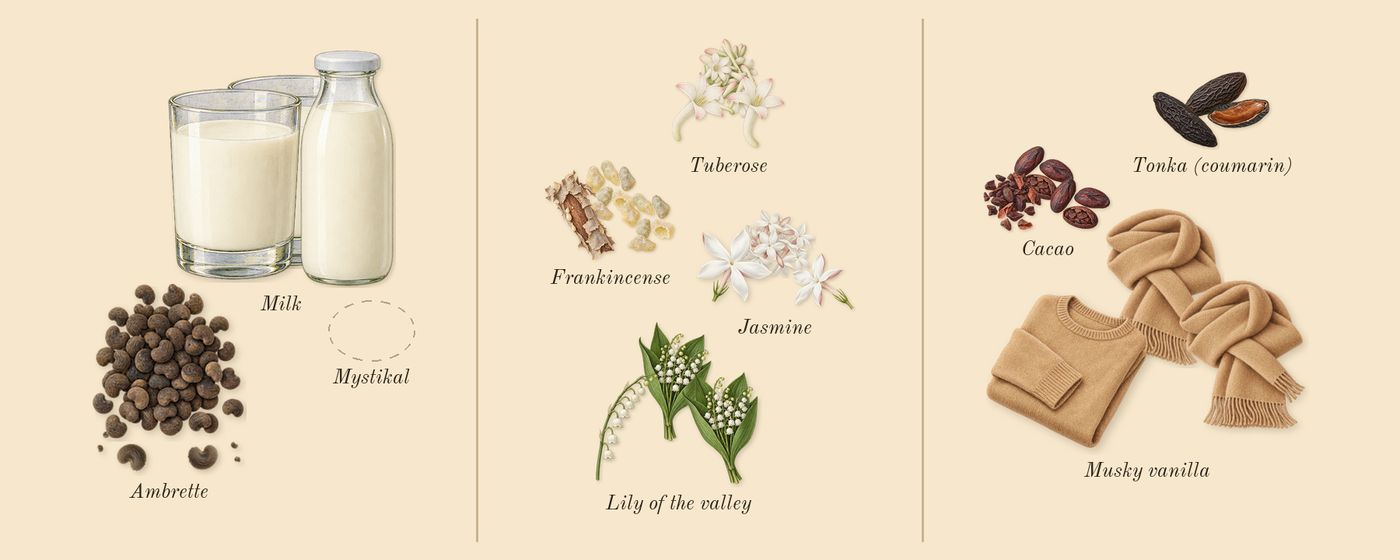 Blanche Bête’s scent picture, a draft: ambrette, milk, jasmine, tuberose, lily of the valley, frankincense drawn so far; dashed outlines where nothing is drawn yet